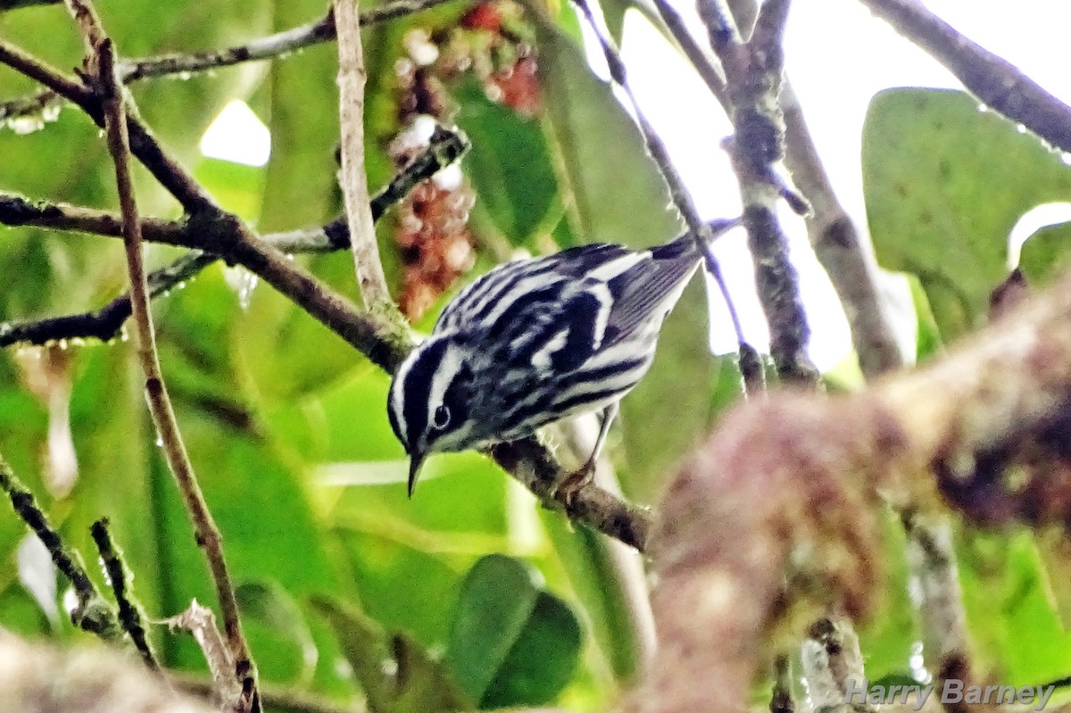 Black-and-white Warbler - ML489956751