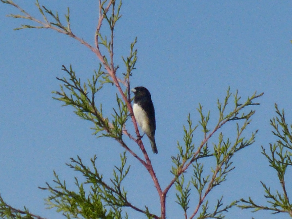 Black-and-white Seedeater - ML489957431