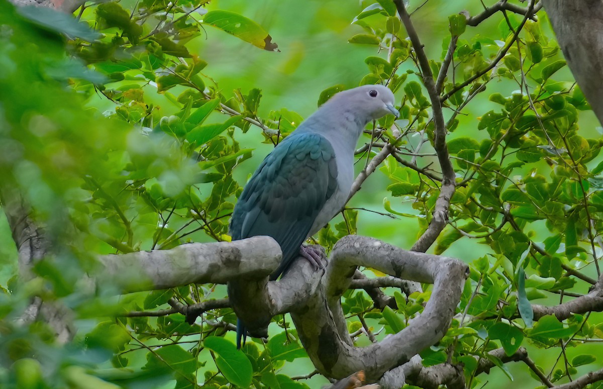 Green Imperial-Pigeon - ML489957671