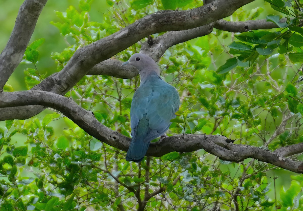 Green Imperial-Pigeon - ML489957681
