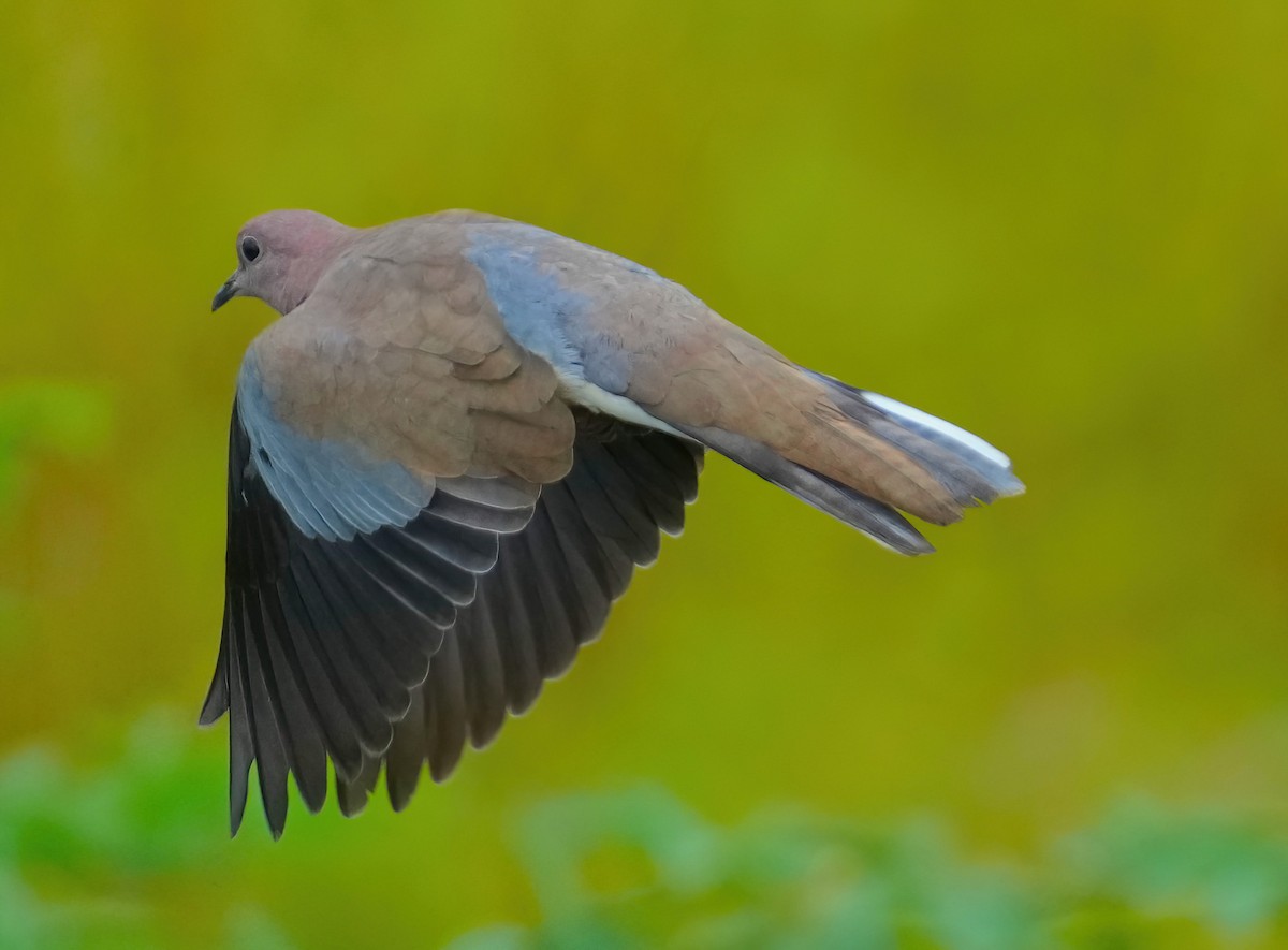 Laughing Dove - ML489957811