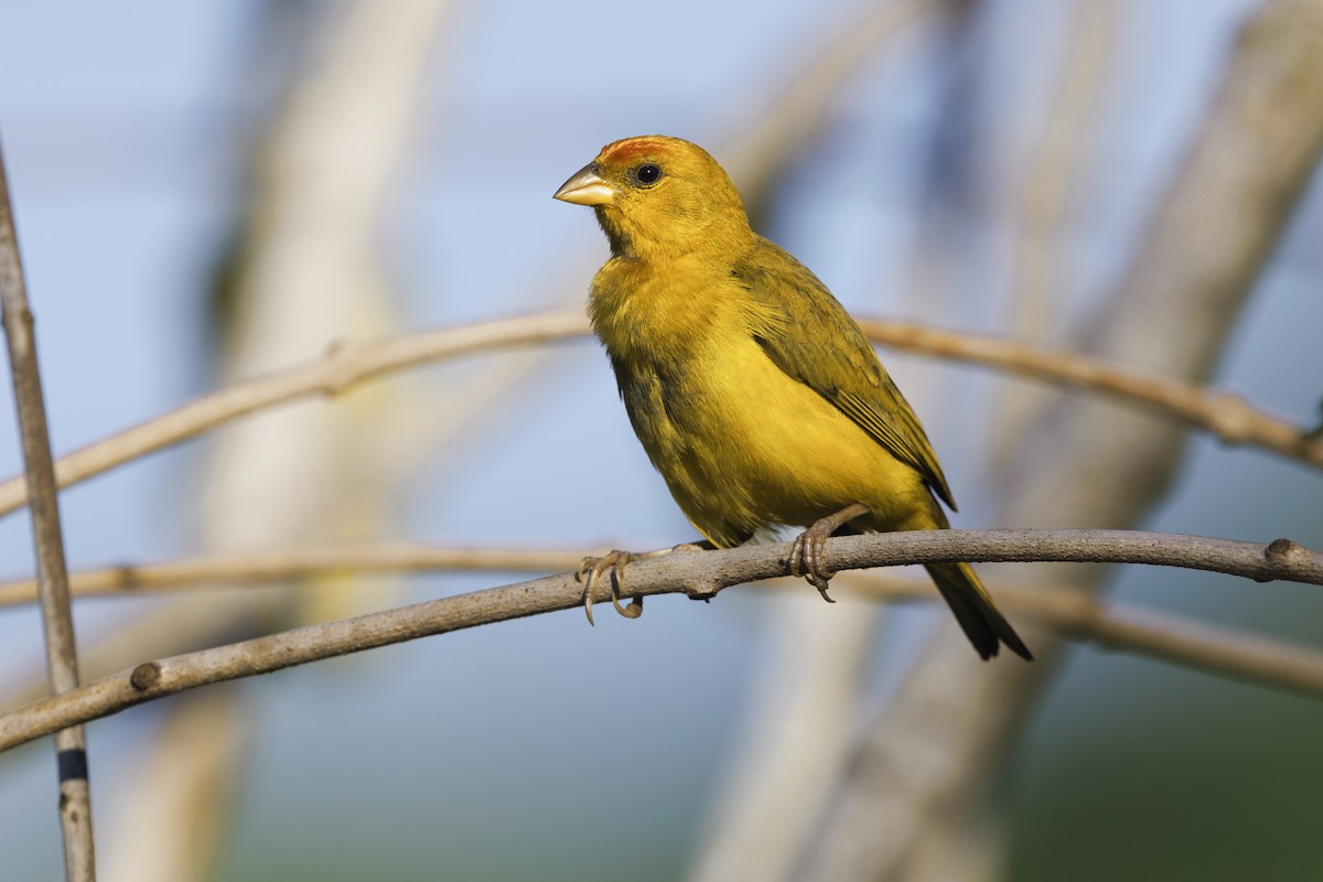 Orange-fronted Yellow-Finch - Marco Valentini