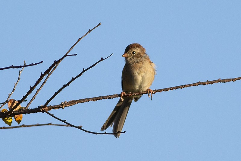 Field Sparrow - ML489959641