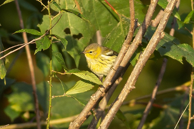 Cape May Warbler - ML489959771