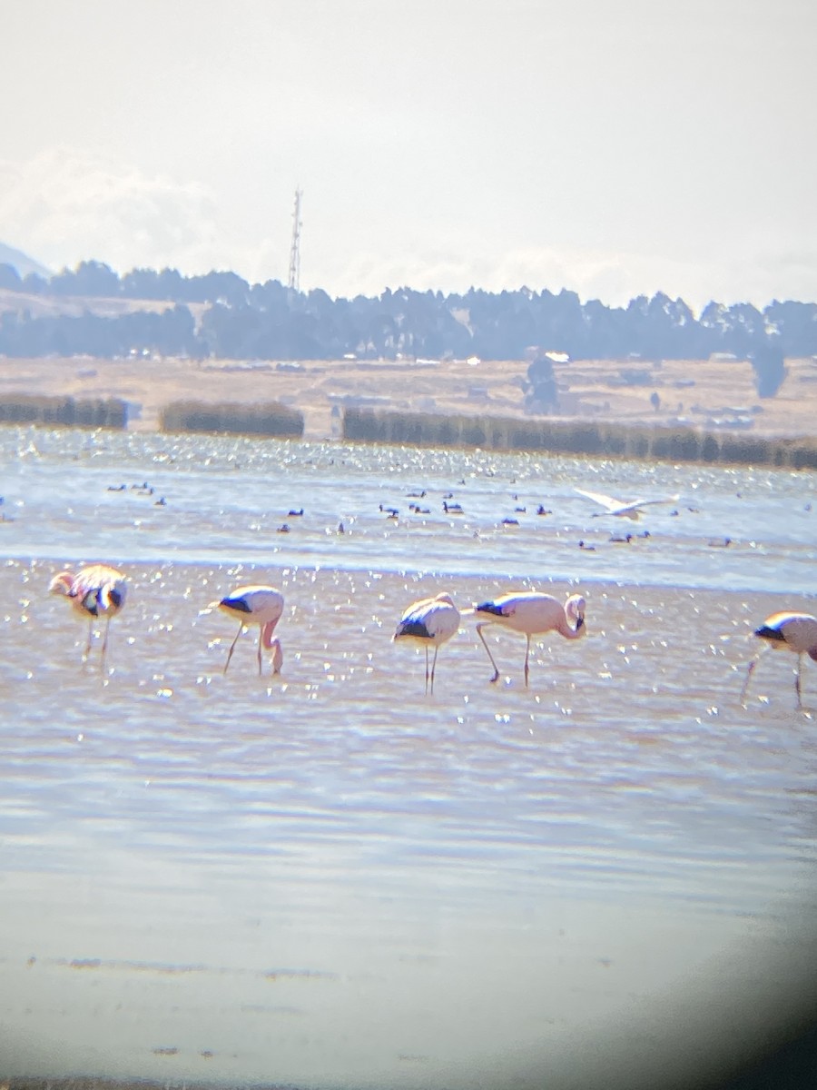 Andean Flamingo - ML489961691