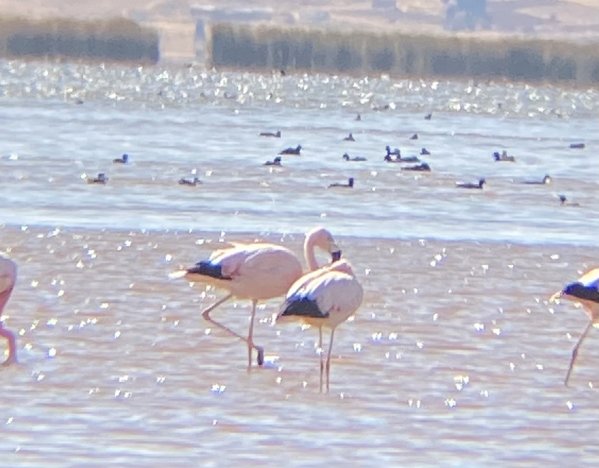 Andean Flamingo - ML489961721