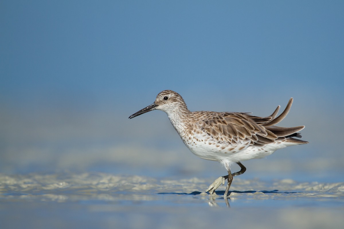 Great Knot - ML489966331