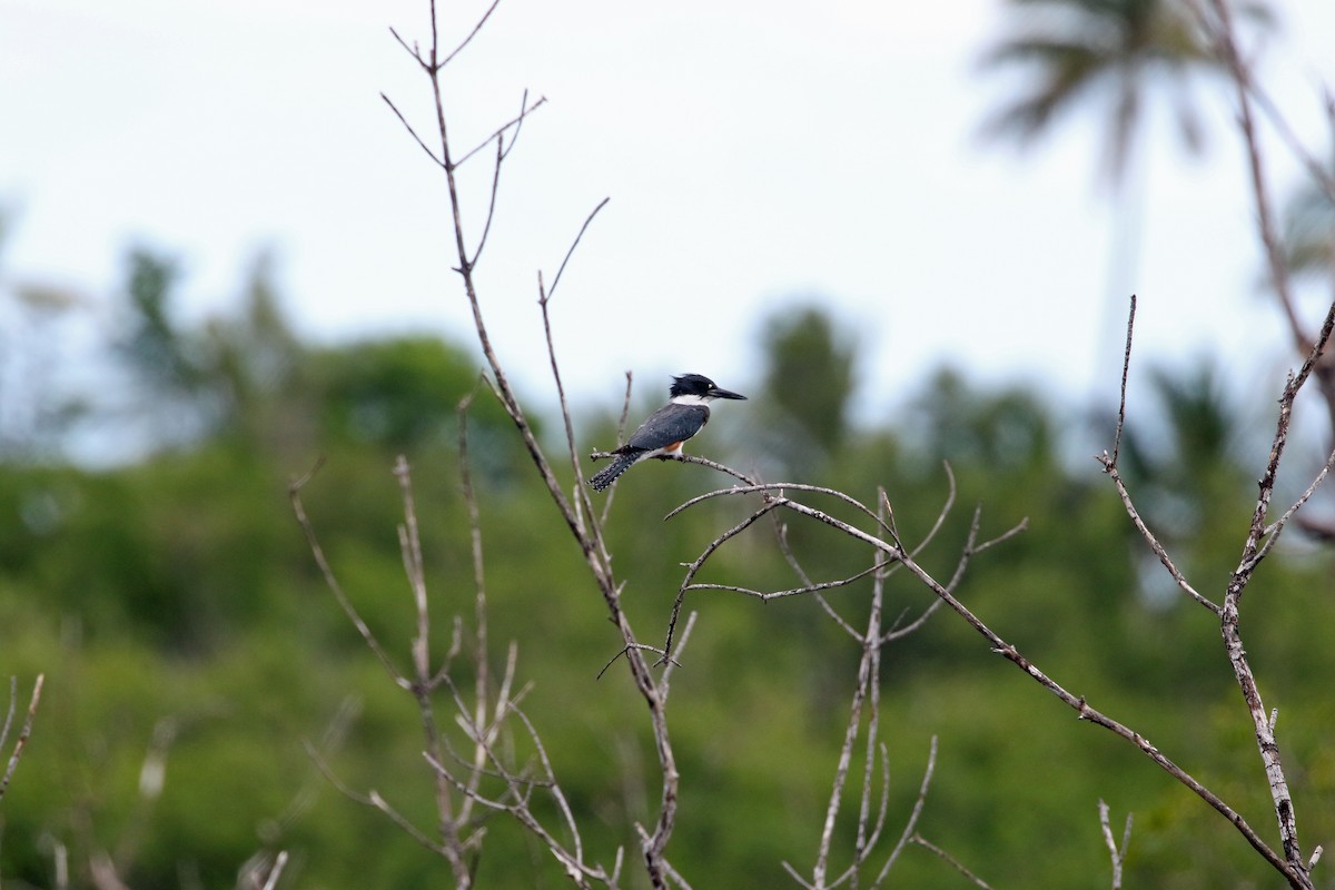 Belted Kingfisher - ML489966741