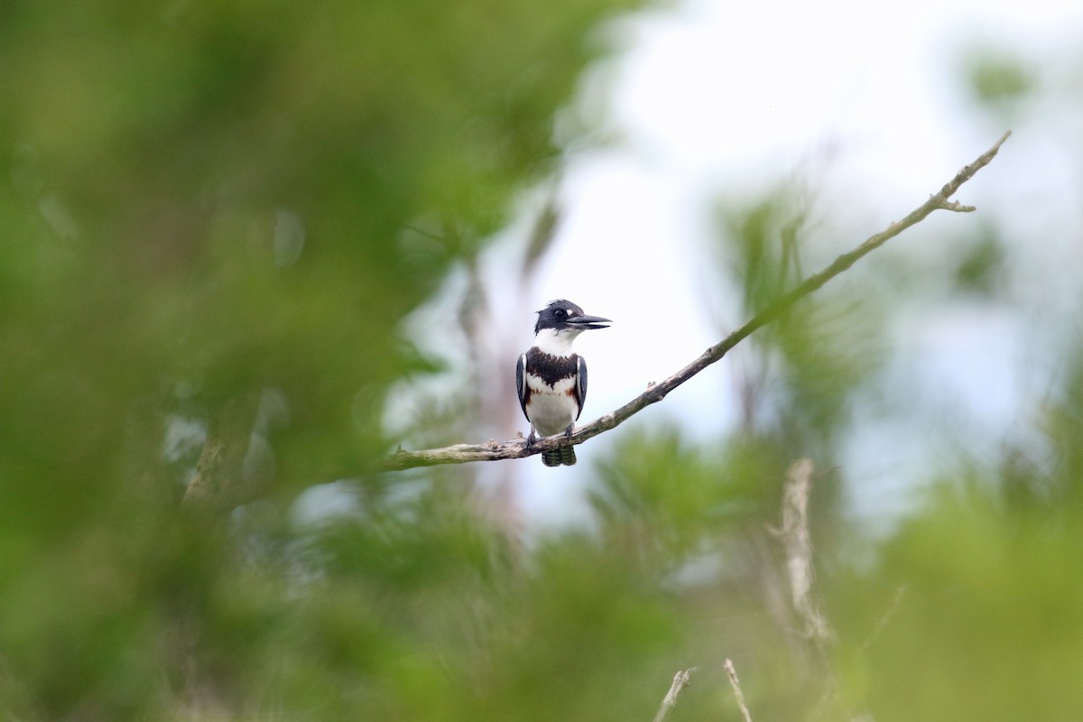 Belted Kingfisher - ML489966751