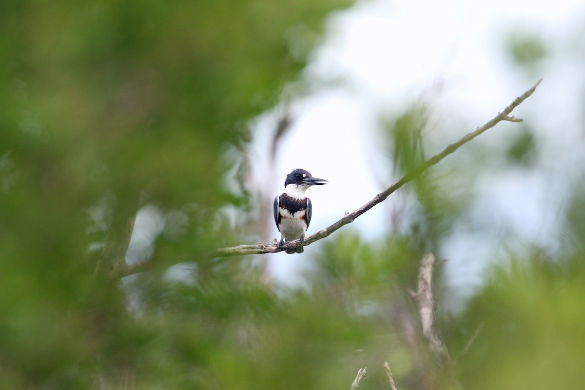 Belted Kingfisher - ML489966761