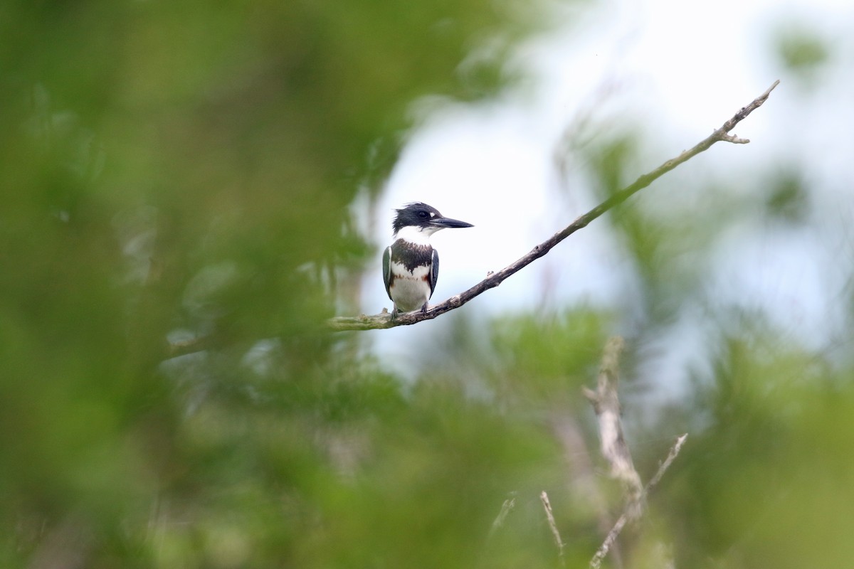 Belted Kingfisher - ML489966771