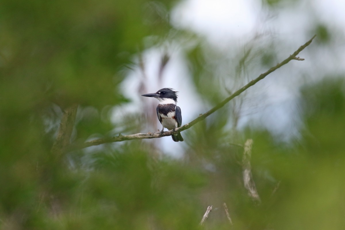 Belted Kingfisher - ML489966781