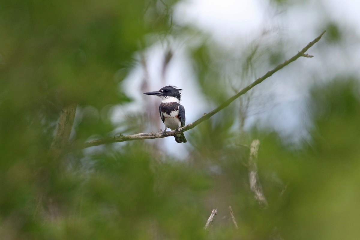 Belted Kingfisher - ML489966791