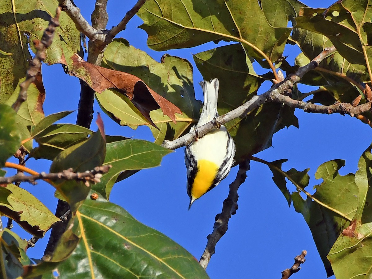 Yellow-throated Warbler - ML489966951