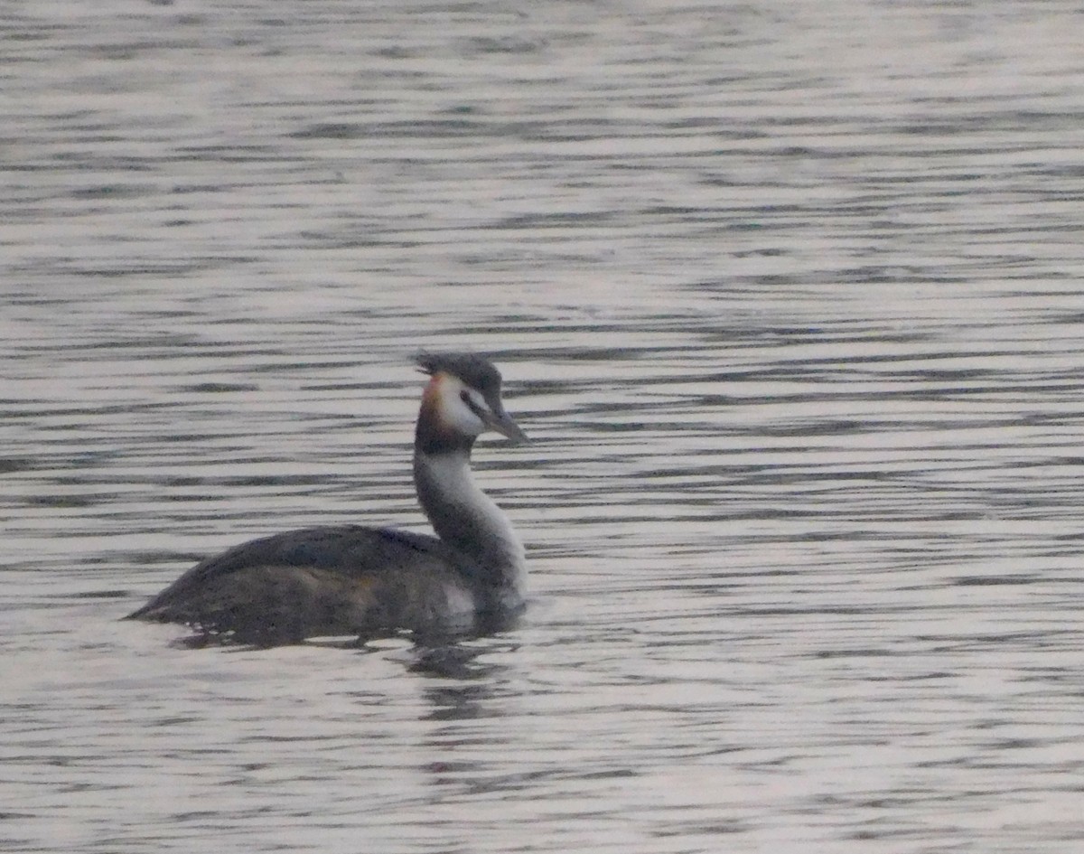 Great Crested Grebe - ML489966971
