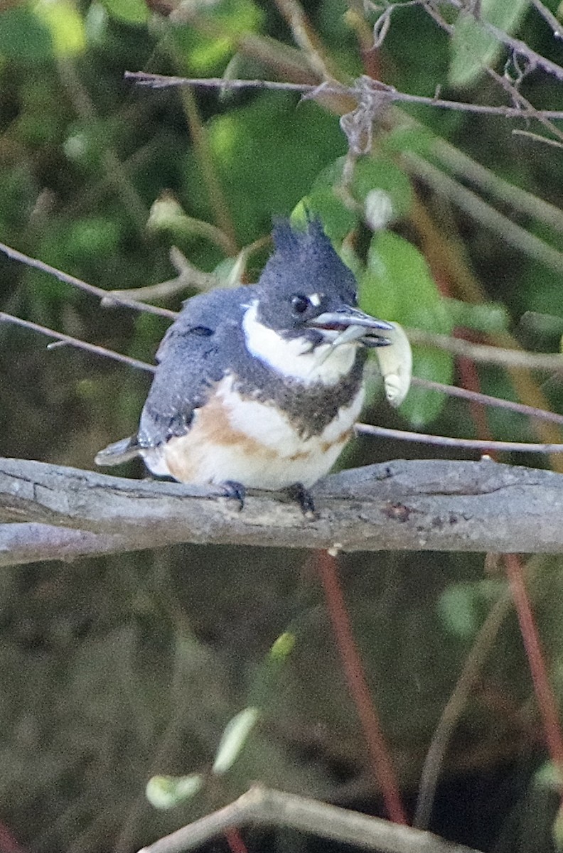Belted Kingfisher - ML489966991