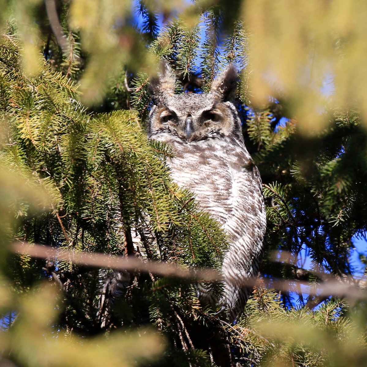 Great Horned Owl - Denis Tétreault