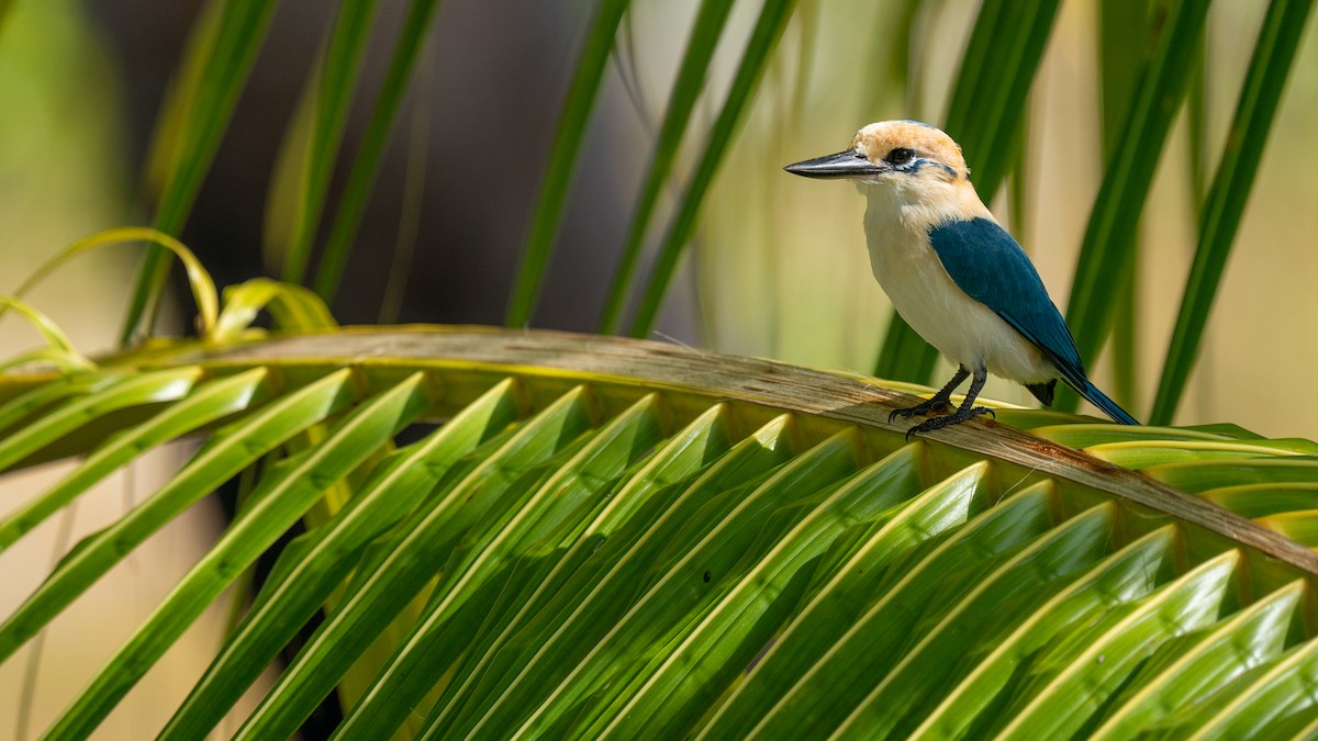 Tuamotu Kingfisher (Niau) - ML489969251