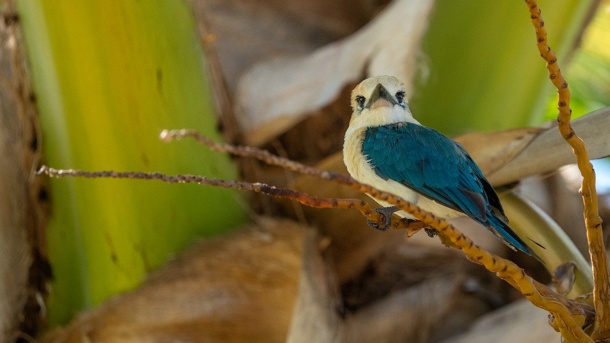 Tuamotu Kingfisher (Niau) - ML489969281