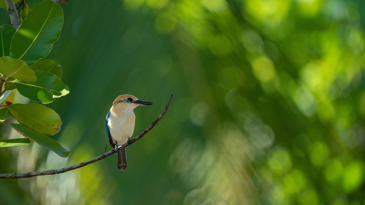 Tuamotu Kingfisher (Niau) - ML489969291