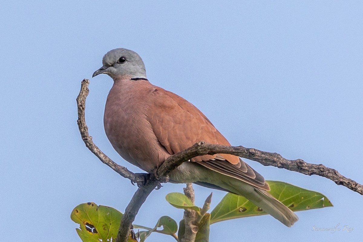 Red Collared-Dove - ML489969631