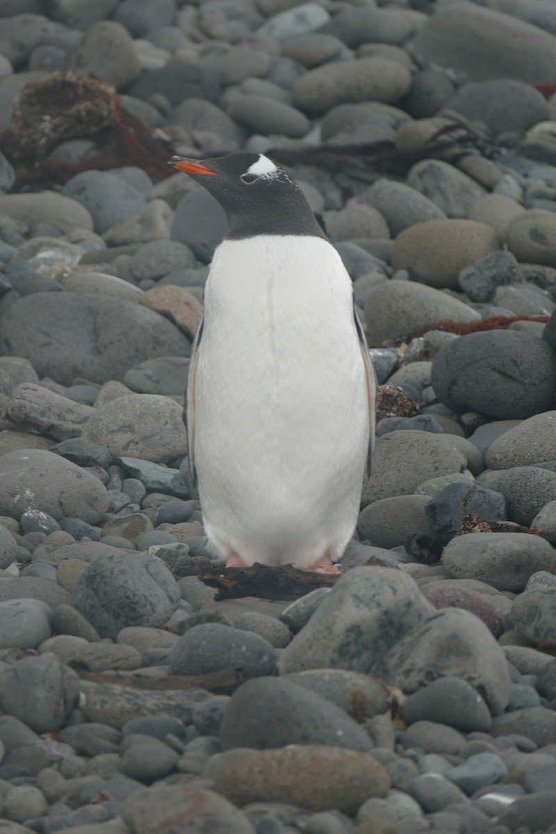 Gentoo Penguin - ML489973341