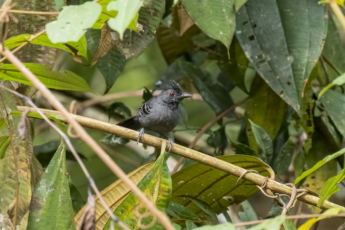 Black-headed Antbird - Paul Beerman