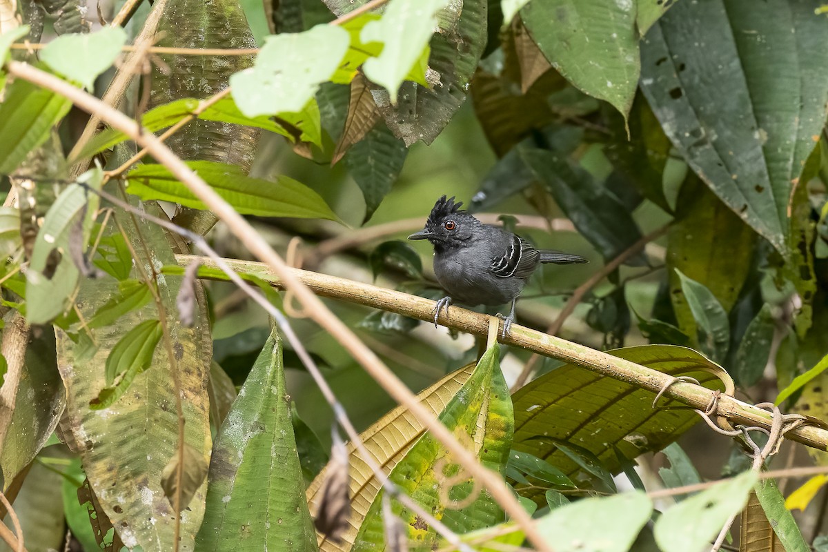 Black-headed Antbird - ML489977041