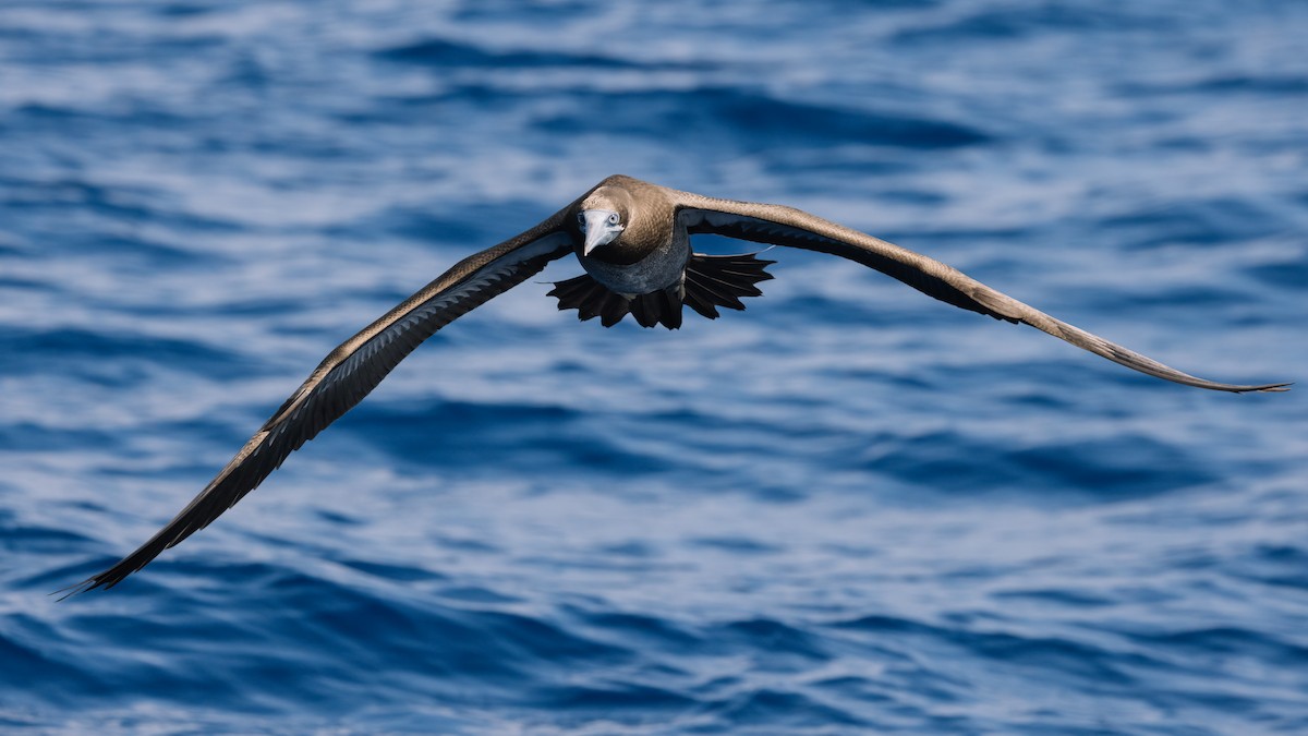 Brown Booby - ML489977481