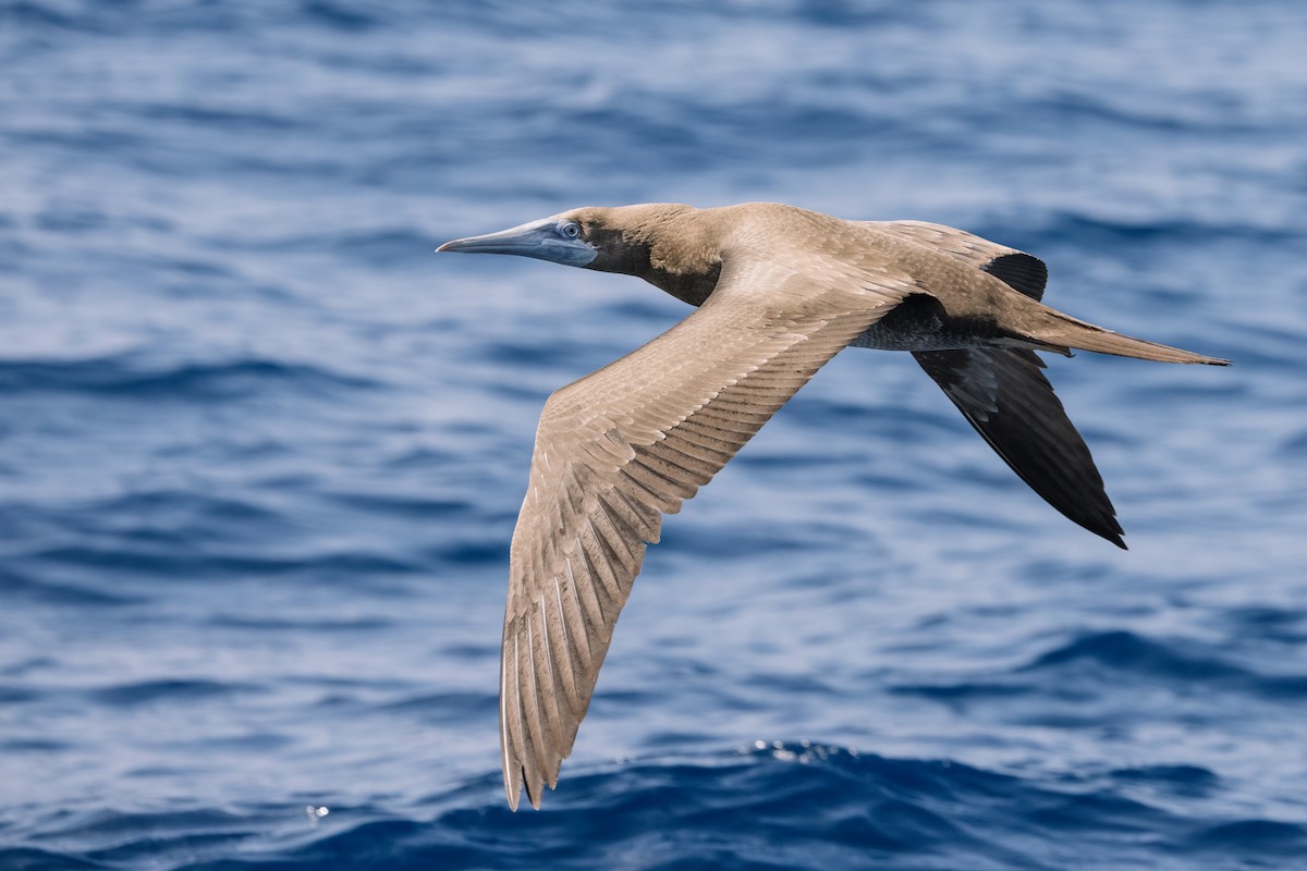 Brown Booby - ML489977501