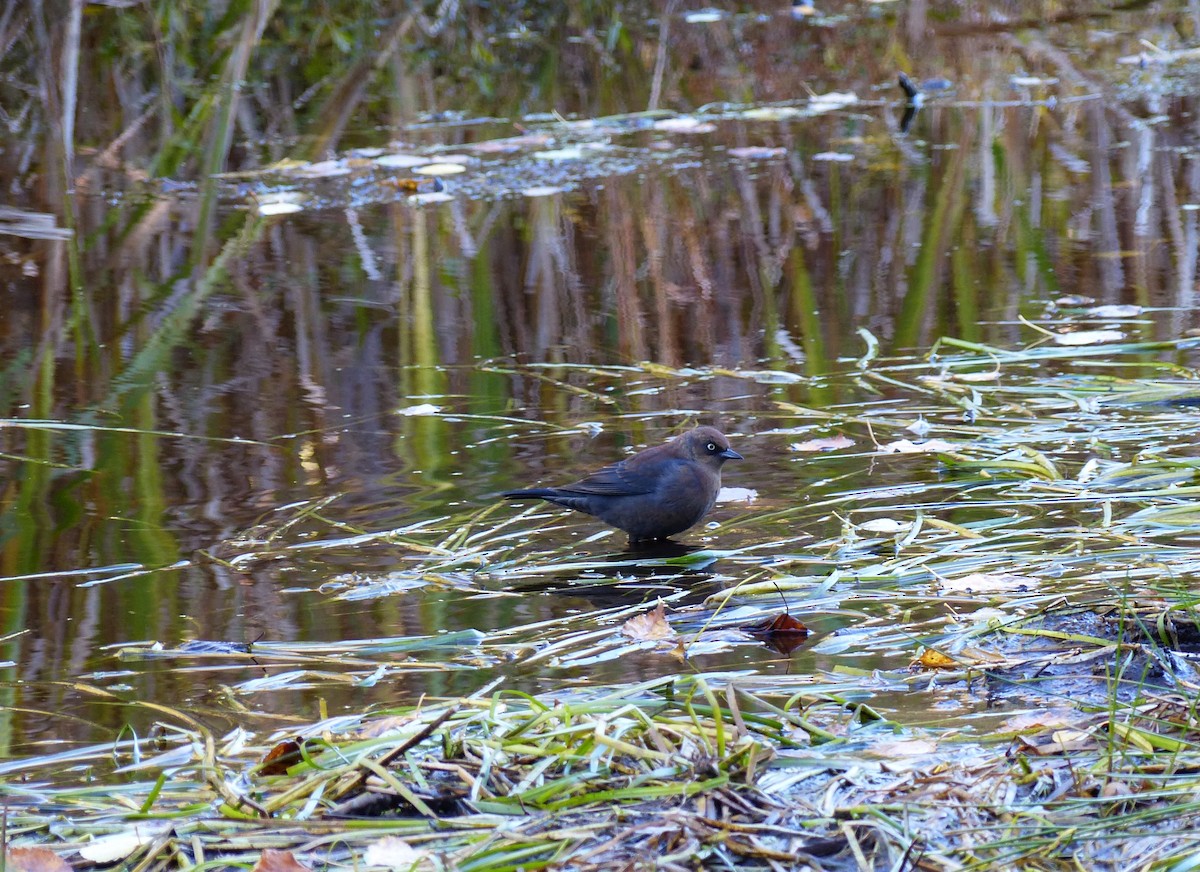 eBird Checklist - 2 Oct 2022 - RN de l’Île-aux-Basques-et-des-Razades ...