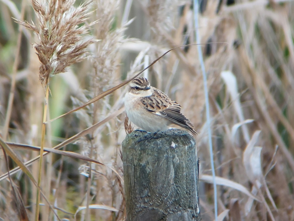 Whinchat - ML489978351