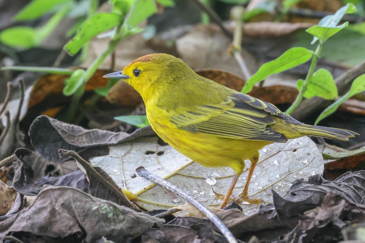 Yellow Warbler (Galapagos) - Allison Miller