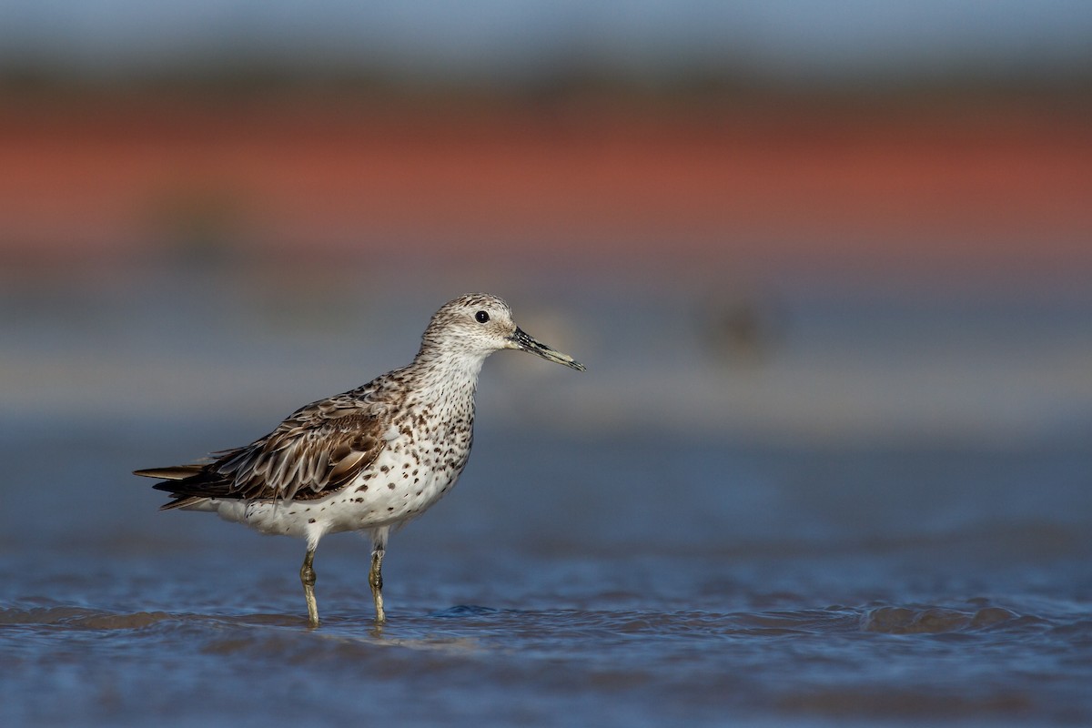 Great Knot - ML489983541
