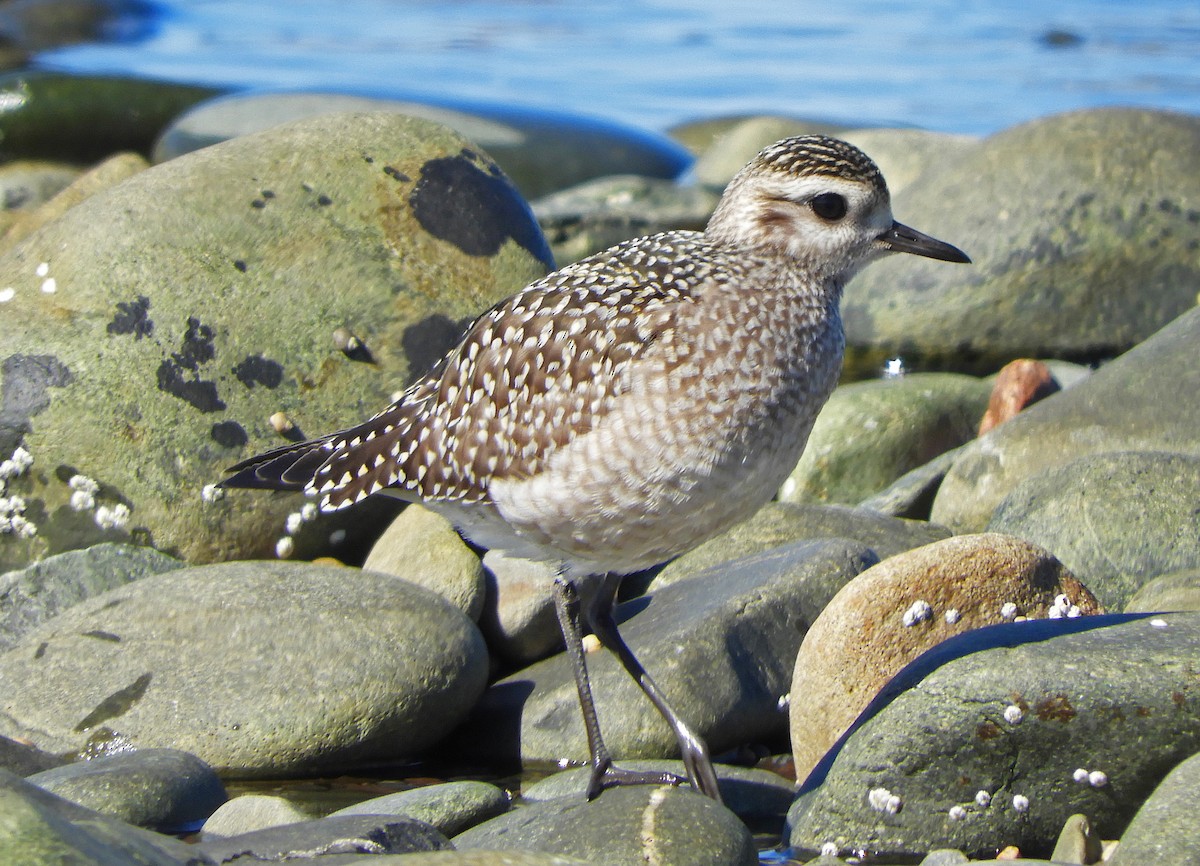 eBird Checklist - 3 Oct 2022 - Hartlen Point - 56 species (+1 other taxa)