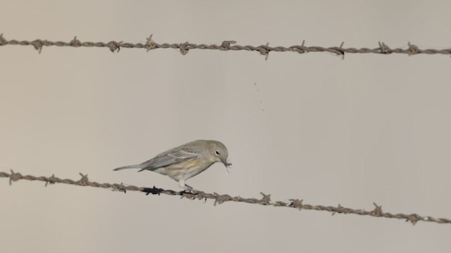 Yellow-rumped Warbler (Audubon's) - ML489986511