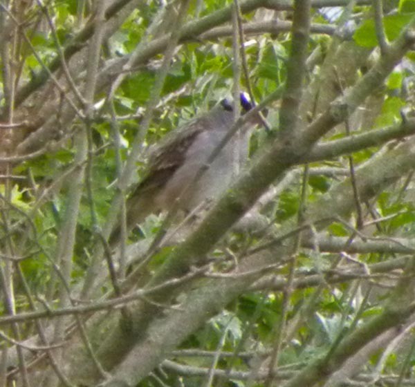 White-crowned Sparrow - ML489987651