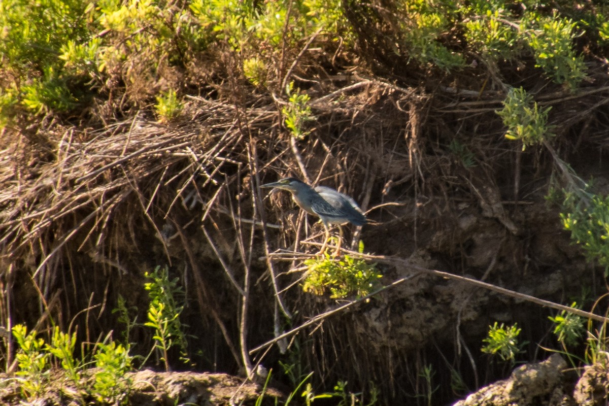 Striated Heron - Darío de la Fuente - Chilean Nature