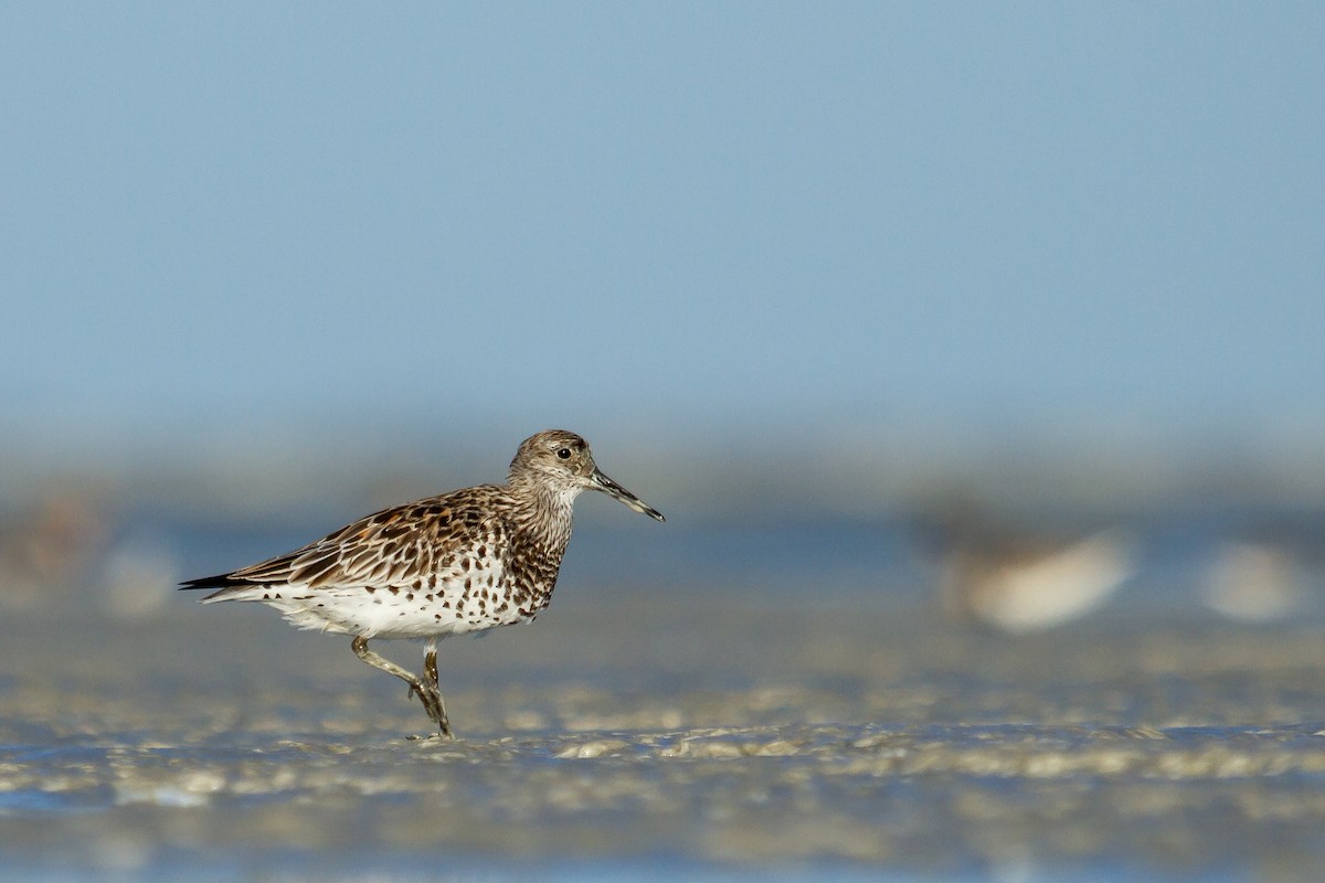 Great Knot - ML489988741