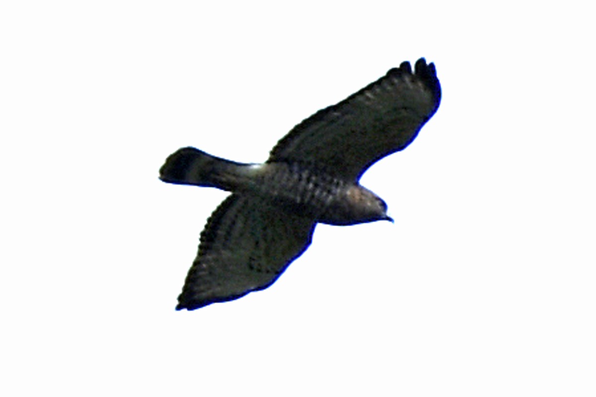 Broad-winged Hawk - ML489996121