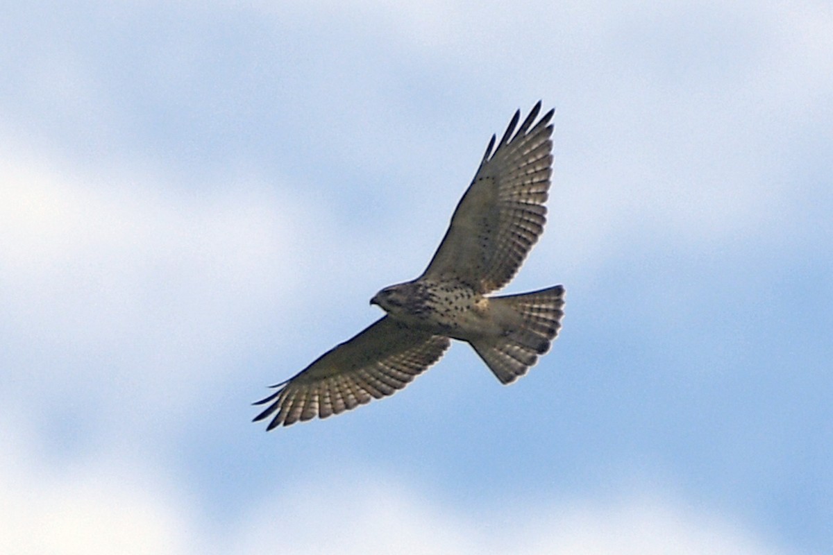Broad-winged Hawk - ML489996131