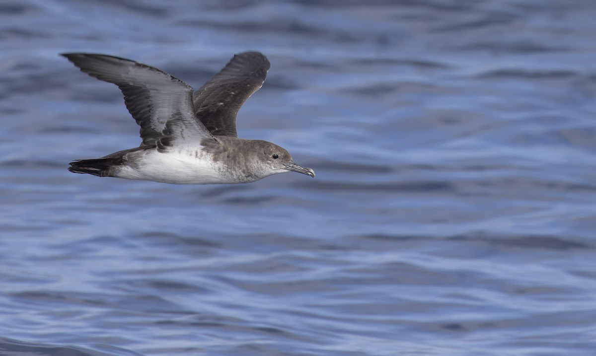 Black-vented Shearwater - Marky Mutchler