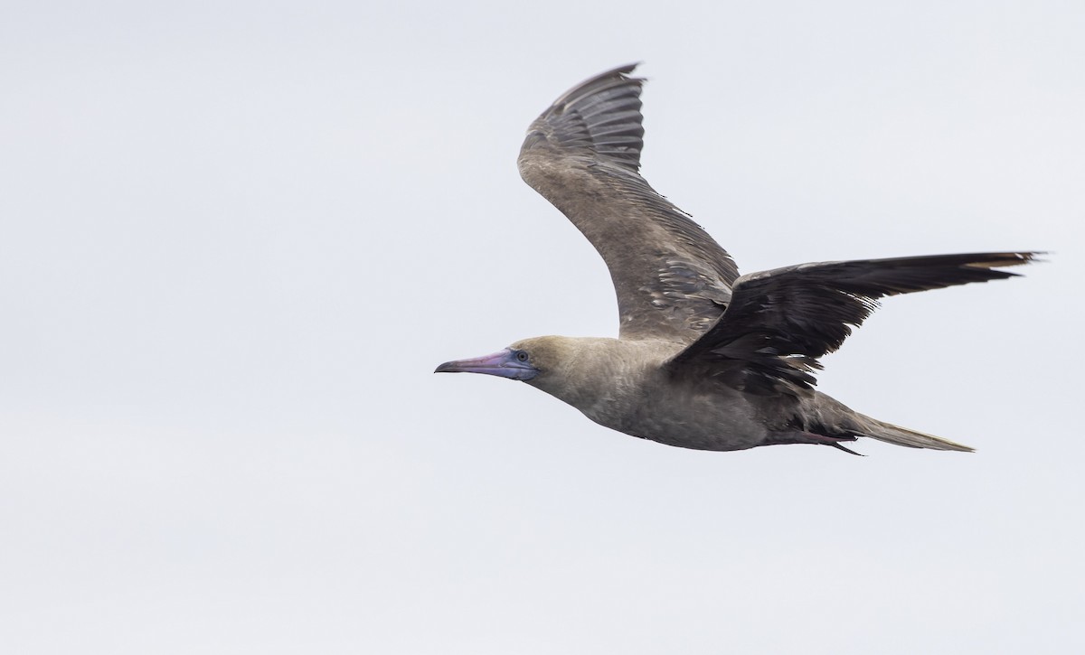 Red-footed Booby - ML490001261