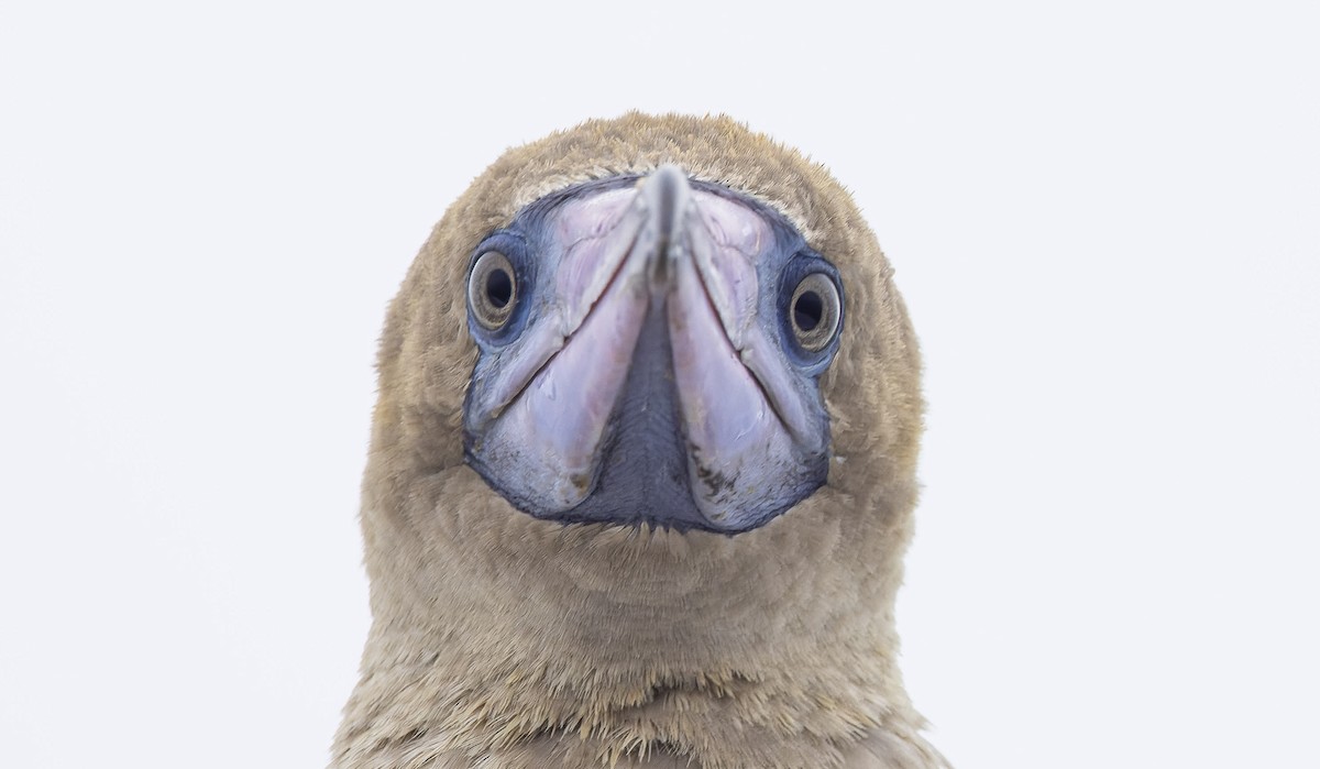 Red-footed Booby - Marky Mutchler