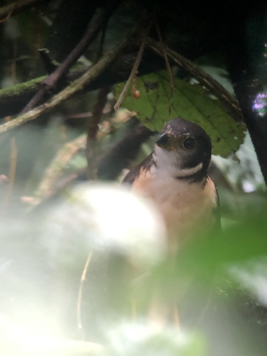 Barred Forest-Falcon - Rogers "Caribbean Naturalist" Morales