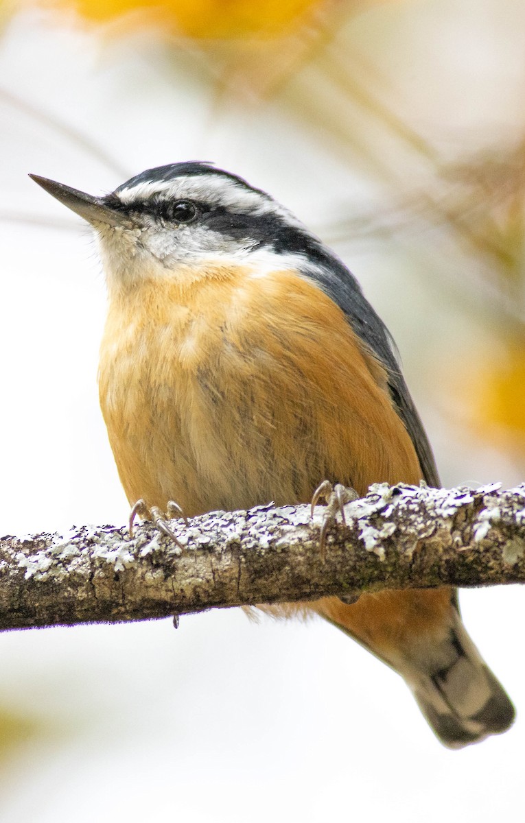 Red-breasted Nuthatch - ML490006771