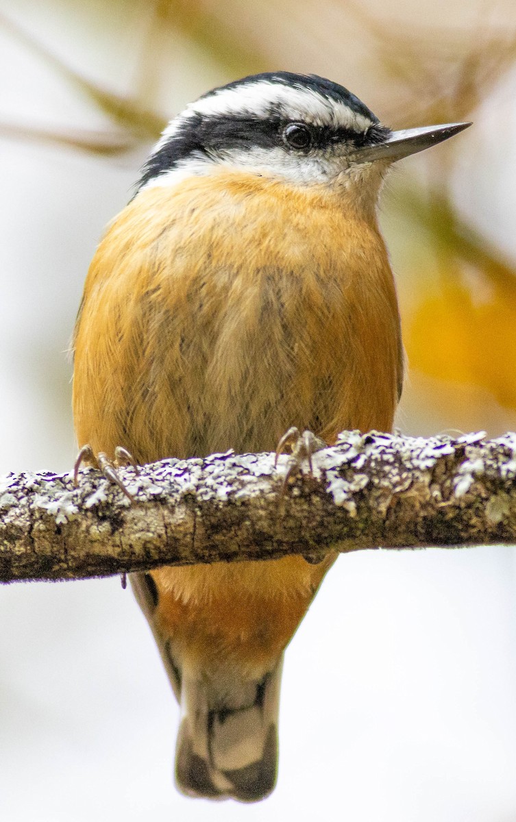 Red-breasted Nuthatch - ML490006781