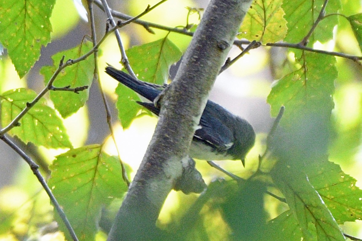 Black-throated Blue Warbler - ML490007201