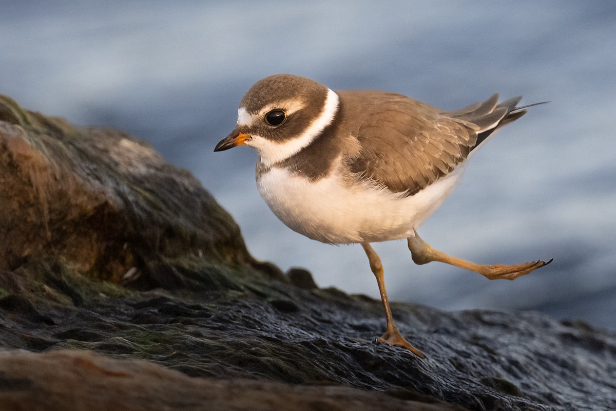 Semipalmated Plover - ML490011451