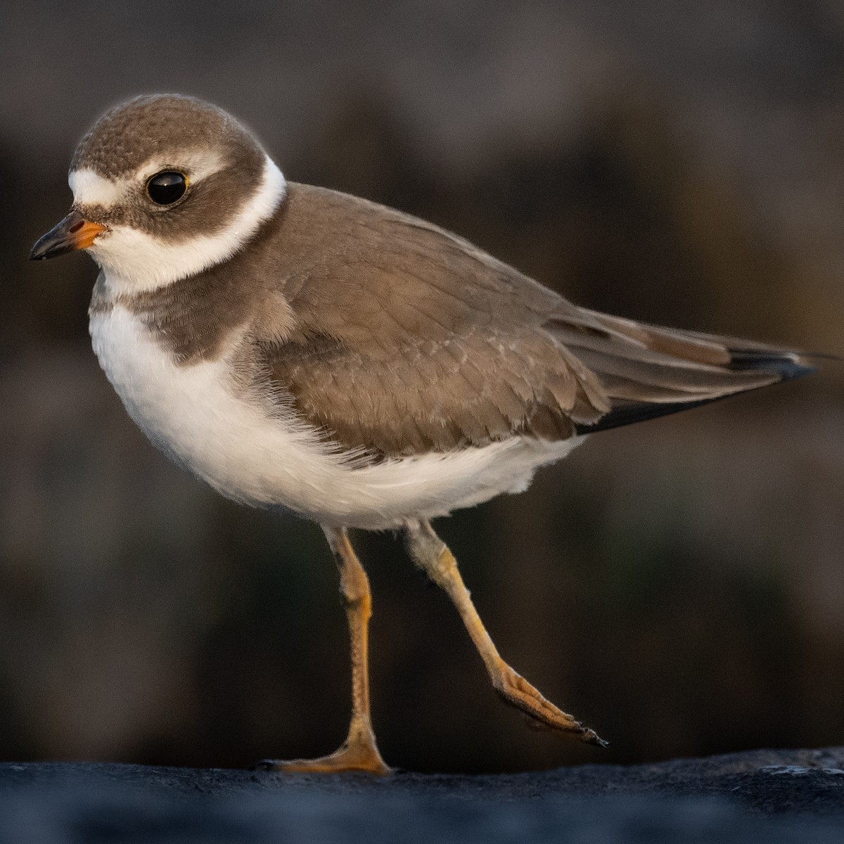 Semipalmated Plover - ML490011481
